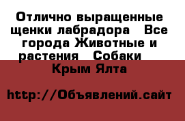 Отлично выращенные щенки лабрадора - Все города Животные и растения » Собаки   . Крым,Ялта